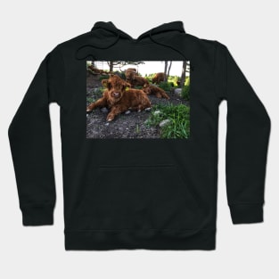 Scottish Highland Cattle Calves 1764 Hoodie